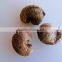 Kaju Fruits Tree seeds Anacardium occidentale Cashew seed