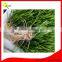 Wheat Seed Sprout Growing Machine / Barley Grass Growing Machine / Bean Grass Making Machine