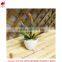 mini potted succulents flowering succulent plants preserved mini succulent plants bonsai