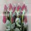 plastic rose bud wrap netting