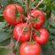 vegetablel seed red tomato seed greenhouse tomato seeds no 59