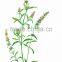 Chinese herb 100% pure and natural nepeta/schizonepeta oil
