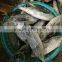Frozen bonito from China seafood exporter with size 750-3000 g / pcs