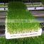 Best quality hydroponic peanut sprouting machine