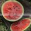 HY high round and middle maturity watermelon seed for sale