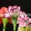 Multihead Preserved Flower Thailand Sugar Price Flower Plants Sale