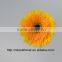 Promotional Fresh Gerbera Fresh Cut Flowers yelloew Gerbera As A Gift - Champagne