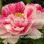 kunming importers of fresh flowers single stem pink penoies flowers