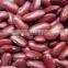 supplying CHINA red kidney beans