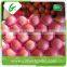 Hot Sale Fresh Organic Fuji Apple for Sale