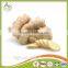 2016 Season mature old Ginger