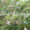 Blooming plants Bauhinia variegata seedling