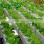 Farmers grow helper cucumber Planting trough