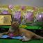 odor control tofu cat litter--green tea scent