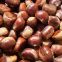 Organic Chestnut Chinese Exports Fresh Delicious Chestnut Price Premium Low Price Fresh Chestnut