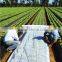 100% Polypropylenen Agriculture Non-woven Fabric PP Non-woven Fabric