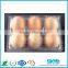 Clear 12 Holes Folding Plastic Egg Tray/cartons