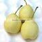 supply 2015 new crop sweet Ya pear with best price