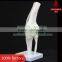 Transparent human knee joint model