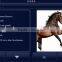 veterinarian medical shock wave therapy equipment for horse, Veterinary inary equine Chiropractic