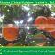 Chinese fresh citrus of honey baby mandarin list of yellow fruits