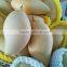 Namdokmai Fresh Golden Mango Grade A 250-300 G Loose Pack From Thailand