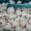 wholesale frozen lychee meat,frozen lychee peeled ,fresh lychee 2016 new crop