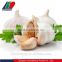 GAP Pure & Normal White Garlic in New Season