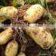 Promotion Offer Mesh bags packede Potato