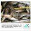 frozen mackerel fish/ Grade A frozen spanish mackerel in high quality