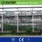 vegetable greenhouses for sale/greenhouses for roses/vegetable seeds greenhouse