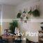 CT-457 Hot sell sky planter plastic flower pot supplier from china 13.5x13.5x19cm
