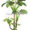 CHY030932 High quality bonsai alocasia macrorrhizaiata plant plastic plant sale