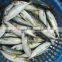 frozen pacific mackerel fish newest