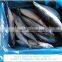 For Africa/Southeast Sell Market Frozen Fish Frozen Mackerel