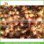 High quality fresh onion of 5-7cm size