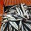 low price wholesale fresh anchovies