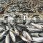 Frozen Megalaspis cordyla Hard Tail Scad from China supplier