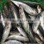 China seafood of Round Scad with size 7 - 8 pcs / kg