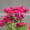Love theme Sweet William flowers for banquet