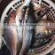 frozen grey mullet