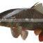 Fish Killer /Fish Viscera removal/Fish gutting machie