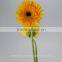 Export high quality foam gerbera flower gerbera flower seeds with 70-80cm long from Yunnan, China