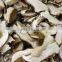Supply Freeze Dried fruits - FD Mushroom slice with good quality