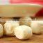 coconut milk candy cutting and forming machine