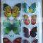 beautiful butterfly stickers for home decor promoation