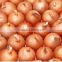 wholesale Fresh Onion/Yellow red onion exporters in china onions in bulk