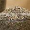 cumin seed