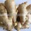 Fresh ginger, air dried fresh ginger, chinese fresh ginger