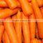 Red/Orange Carrot Seed Red Ginseng